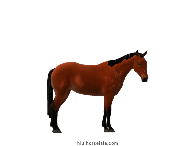 Australian Stock Horse Red Bay Coat